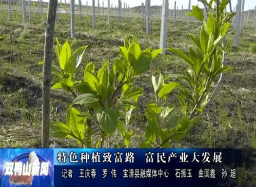 軟棗獼猴桃與富硒小毛蔥 特色種植引領(lǐng)鄉(xiāng)村致富路